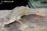 sciaenops ocellatus sciaenops ocellatus