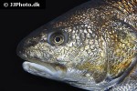 sciaenops ocellatus sciaenops ocellatus