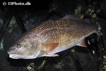 sciaenops ocellatus sciaenops ocellatus