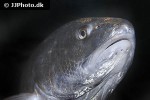 sciaenops ocellatus sciaenops ocellatus