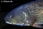 sciaenops ocellatus sciaenops ocellatus