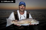 sciaenops ocellatus sciaenops ocellatus