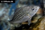 syncomistes rastellus syncomistes rastellus