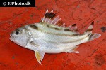 terapon jarbua terapon jarbua