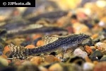 hisonotus leucofrenatus hisonotus leucofrenatus