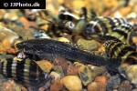 hisonotus leucofrenatus hisonotus leucofrenatus
