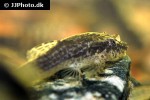 hisonotus leucofrenatus hisonotus leucofrenatus