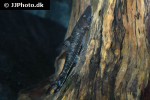 hypoptopoma incognitum hypoptopoma incognitum