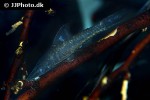 hypoptopoma incognitum hypoptopoma incognitum