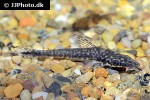 hypoptopoma psilogaster hypoptopoma psilogaster