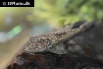 hypoptopoma psilogaster hypoptopoma psilogaster