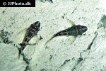 hypoptopoma sternoptychum hypoptopoma sternoptychum