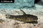 otocinclus arnoldi otocinclus arnoldi