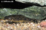 otocinclus arnoldi otocinclus arnoldi