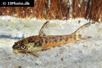 otocinclus arnoldi otocinclus arnoldi