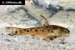 otocinclus arnoldi otocinclus arnoldi