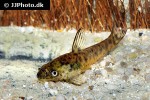 otocinclus arnoldi otocinclus arnoldi