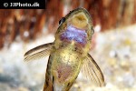 otocinclus arnoldi otocinclus arnoldi