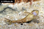 otocinclus arnoldi otocinclus arnoldi