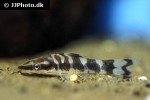 otocinclus cocama otocinclus cocama