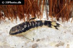 otocinclus cocama otocinclus cocama