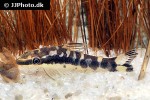 otocinclus cocama otocinclus cocama