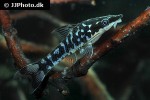 otocinclus cocama otocinclus cocama