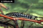 otocinclus cocama otocinclus cocama