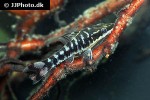 otocinclus cocama otocinclus cocama