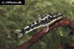 otocinclus cocama otocinclus cocama