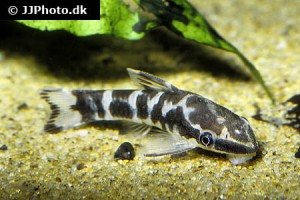 Dwarf Plecos