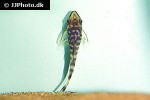 otocinclus cocama otocinclus cocama