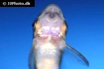 otocinclus cocama otocinclus cocama