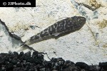 otocinclus cocama otocinclus cocama