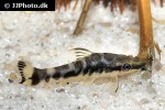 otocinclus cocama otocinclus cocama
