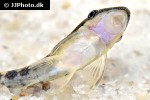 otocinclus cocama otocinclus cocama