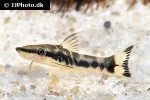 otocinclus cocama otocinclus cocama