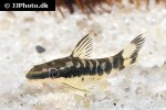 otocinclus cocama otocinclus cocama