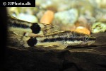 otocinclus hoppei otocinclus hoppei