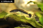 otocinclus hoppei otocinclus hoppei
