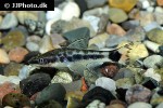 otocinclus hoppei otocinclus hoppei