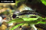 otocinclus hoppei otocinclus hoppei
