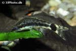 otocinclus hoppei otocinclus hoppei