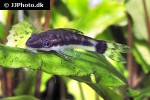 otocinclus hoppei otocinclus hoppei