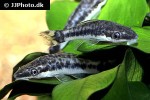 otocinclus hoppei otocinclus hoppei