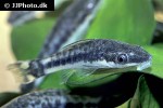 otocinclus hoppei otocinclus hoppei