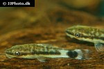 otocinclus macrospilus otocinclus macrospilus