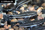 otocinclus macrospilus otocinclus macrospilus