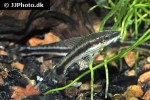 otocinclus macrospilus otocinclus macrospilus