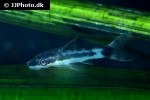 otocinclus macrospilus otocinclus macrospilus